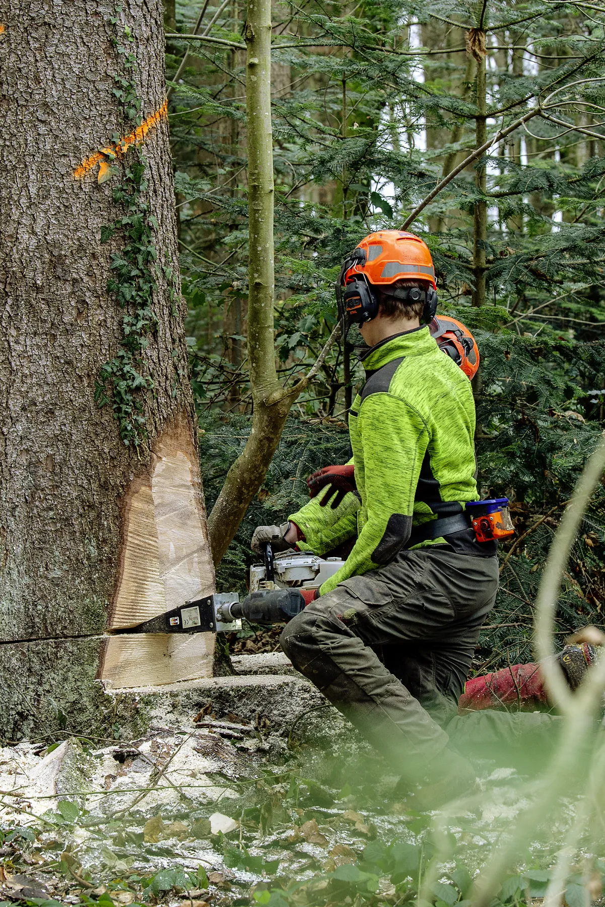Rohstoff Holz
