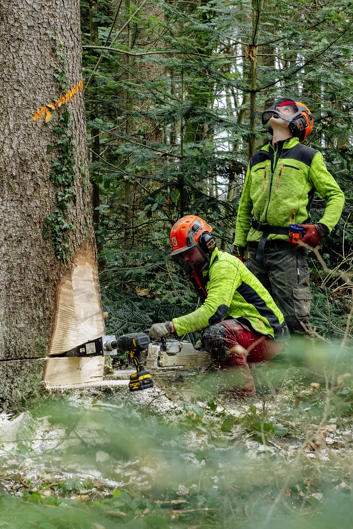 Rohstoff Holz