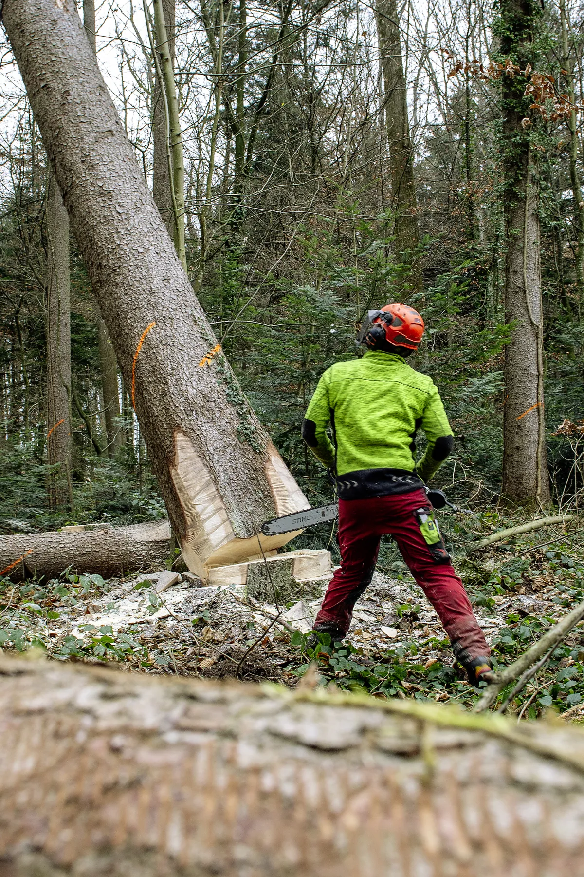 Rohstoff Holz
